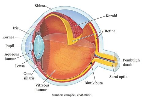 mekanisme  proses penglihatan mata manusia  mata serangga