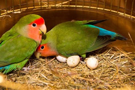 Lovebird Types And Cares Of This Lovely Bird