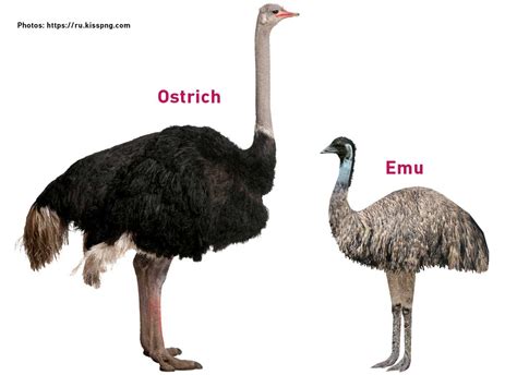 emu  ostrich difference