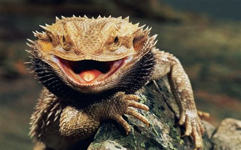 bearded dragon lizards animals wallpapers hd desktop  mobile