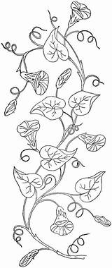 Morning Vine Glory Drawing Embroidery Hand Pattern Flower Glories Drawings Outline Coloring Vines Patterns Designs Google Tattoo Flowers Pages Paintingvalley sketch template