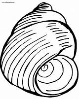 Conch Shell Draw Drawing Clipart Cliparts Computer Designs Use Clipartbest Pages sketch template