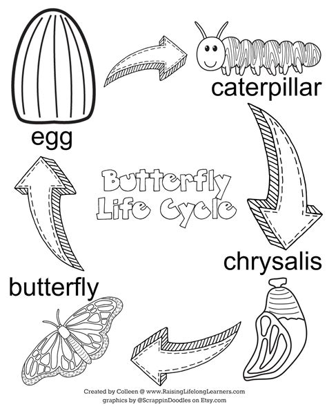 printable life cycle   butterfly printable templates