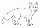 Fox Coloring Pages Cartoon Red Printable Arctic Animal Wild Cute Drawing Illustration Stock Children Isolated Color Getdrawings Getcolorings Wolf Print sketch template
