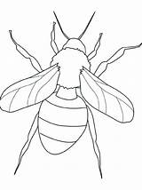 Insekten Cicada Malvorlagen sketch template
