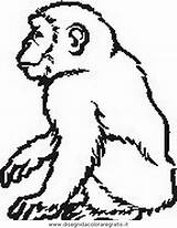 Scimmia Affen Scimmie Tiere 2158 Malvorlage Kategorien sketch template