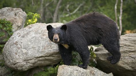 black bears    move  wnc