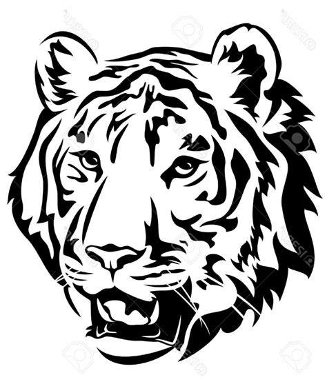 tigers face drawing  getdrawings