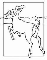 Antilopa Desene Planse Colorat Animale Salbatice Trafic Educative sketch template