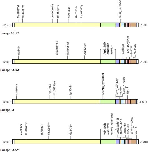 schematic representation  newly acquired mutations identified    scientific