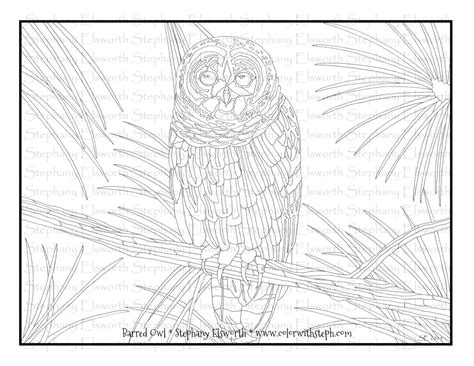 barred owl printable instant  coloring page