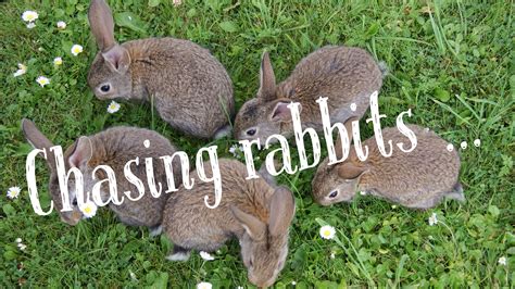 chasing rabbits