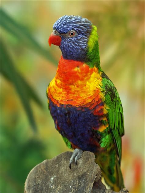 Rainbow Lorikeet Is One Of The Most Colourful Birds On Earth