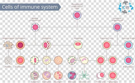immune system white blood cell immunity human body