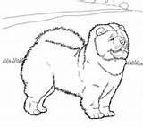 Chow Coloring Dogs Pages Click Drawings Two sketch template