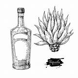 Tequila Vector Bottle Agave Mexican Illustrations Drawing Blue Alcohol Drink Clip Getdrawings Returned Zero Sorry Results Search Vectorified sketch template