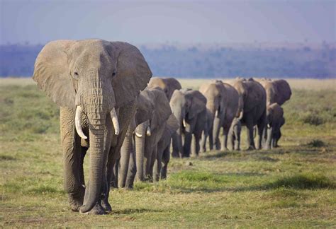 fascinating facts  elephants