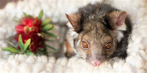 common ringtail possum adelaide zoo