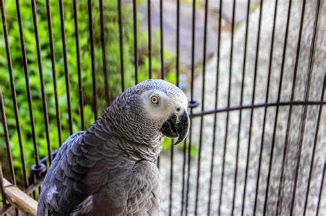 large parrots    pets