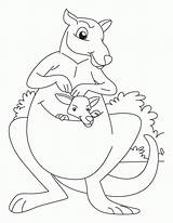 Kangaroo Kanguru Mewarnai Joey Ausmalbilder Tk Paud Australien Seite Letzte Malvorlagen sketch template