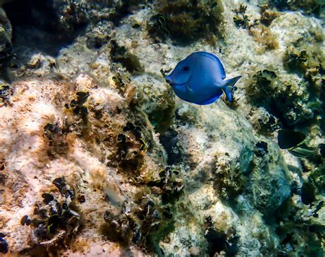 vibrant blue fish  antigua  barbudas waters wallpaper