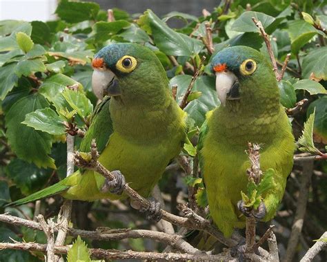 Orange Fronted Parakeets Parakeet Beautiful Birds Conure