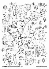 Waldtiere Ausmalbild Malvorlagen Abpausen Ausdrucken Grundschule Malvorlage Wilde Waldes Wildtiere Waldkindergarten Herbst Waldschule Halloween Winterschlaf Wanja Kleurplaten Pflanzen Malen Buch sketch template