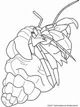 Hermit Crab Coloriage Crabe Coloring Ermite Crabes Data sketch template