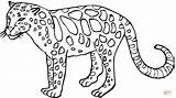 Leopard Coloring Pages Animal Wild Animals Printable Color Gambar Mewarnai Simple Kids Macan Print Drawing Tutul Bestcoloringpagesforkids Cheetah Supercoloring Silhouettes sketch template