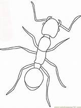 Fourmi Ant Ants Hormigas Formica Insectos Cigale Robaki Insect Animali Kolorowanki Insects Fourmis Owady Colorier Bordado Insekten Mier Dzieci Kleurplaten sketch template