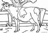 Cow Coloring Pages Printable Kids Dairy Adults Cool2bkids Realistic Drawing Color Getcolorings Getdrawings sketch template