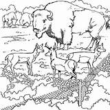 Bison Coloriage 1209 Animaux Colorier Magique Ludinet Coloriages sketch template