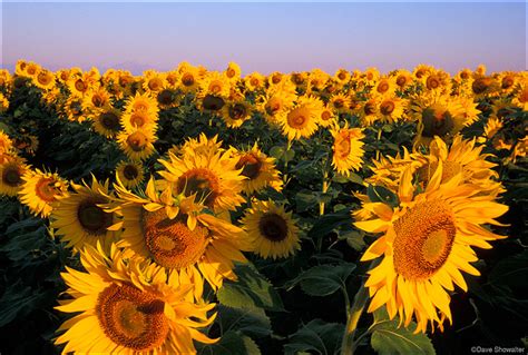 sunflower field  erie colorado dave showalter nature photography