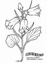Campanula Blumen Bellflower Designlooter Harebell Scotch Rotundifolia Drucken sketch template