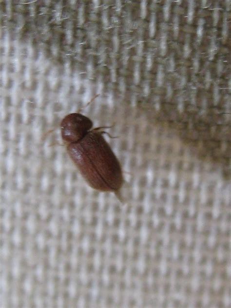 small brown insects  bedroom  information