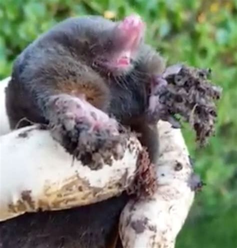 Mole Caught Red Handed Creating Elaborate Network Of Tunnels In Stunned