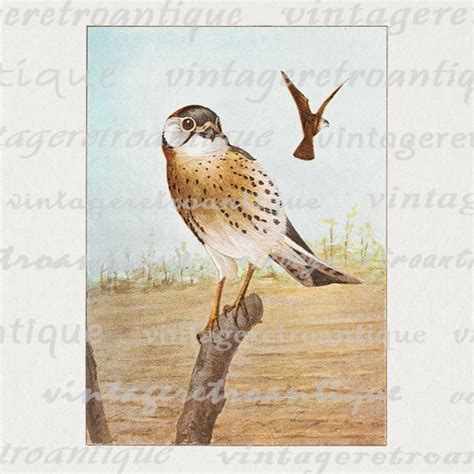 digital image sparrow hawk graphic color bird illustration printable