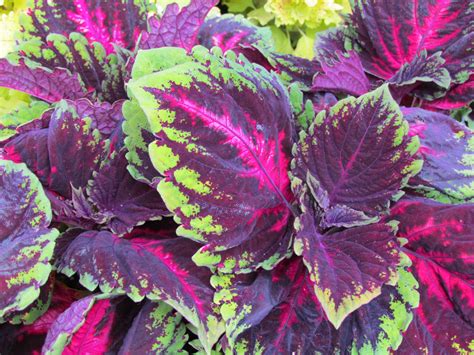 coleus  varieties  full sun traditionally  shade plant pictures