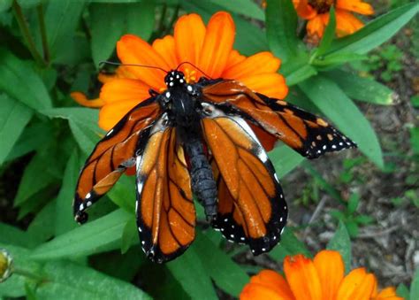 monarch butterflies  crumpled wings interesting