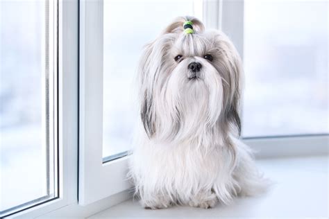 havanese dog long hair unleash  ultimate style   stunning