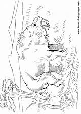 Smilodon Dinosaur Handout Below Please Print Click sketch template