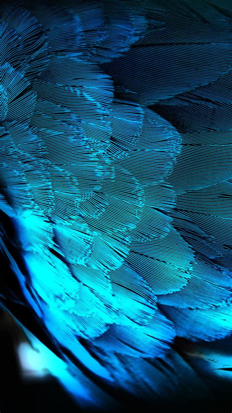 blue feather htc hd wallpaper  htc  wallpapers
