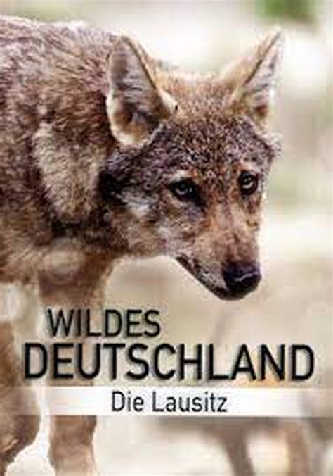 Wild Germany Exploring Lusatia Streaming Online
