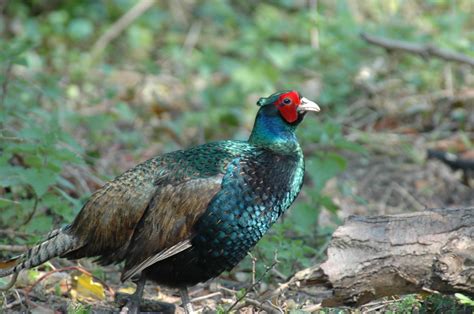 photo male pheasant bird colors colourful