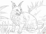 Caracal Coloring Pages Cat Lynx Wild Cats Desert Big Realistic Colouring Printable Clipart Color Cute Drawing Animals Supercoloring Print Getcolorings sketch template