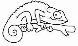 Chameleon Coloring Pages Draw Color sketch template