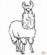 Llama Coloring South Pages American America Animals Drawing Alpaca Kids Line Printable Animal Color sketch template