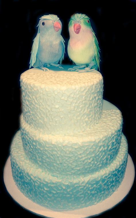 parrot toppers wedding cake  nadas cakes canberra occasion cakes special occasion cakes