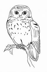 Kauz Ausmalen Malvorlagen Schnitzen Zeichnen Eule Ausmalbilder Owls Hahn Vogel Eulen Gebrauch Privaten Auswählen sketch template