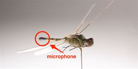 cia created  spy drone  size   dragonfly conspiracy